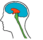 neopallium or neocortex